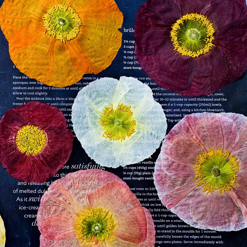 Home Decor Scrap - 1pcs,Nature Field Poppy Pressed Dry Flowers