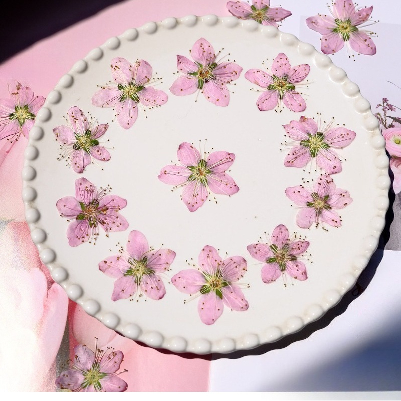 Pressed Flower Frame - 3-4cm./6pcs,Pink Peach Blossom Pressed Dried Flowers