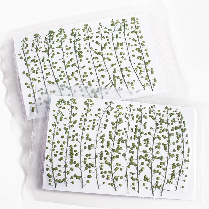 Natural Color Green Bell Grass - đánh giá và giá Pressed Flower Frame