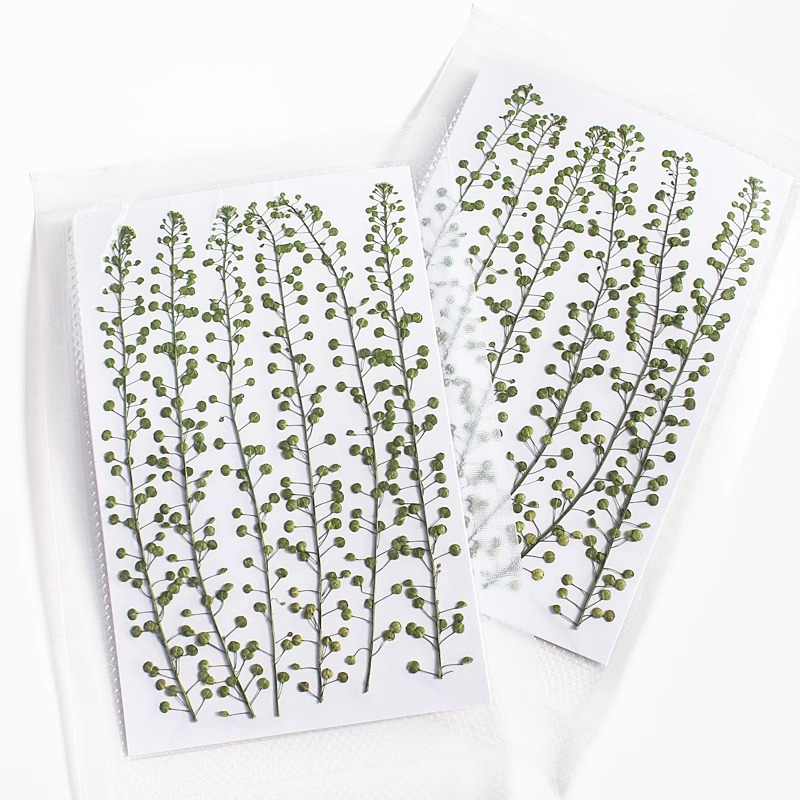 Natural Color Green Bell Grass - đánh giá và giá Pressed Flower Frame