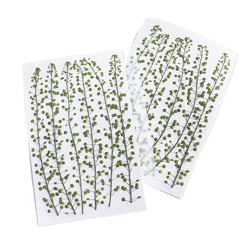 Natural Color Green Bell Grass - đánh giá và giá Pressed Flower Frame