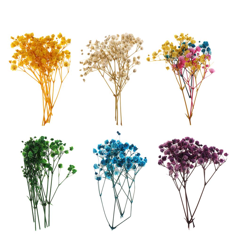 Pressed Dried Natural Flowers  - đánh giá và giá Home Decor Scrap