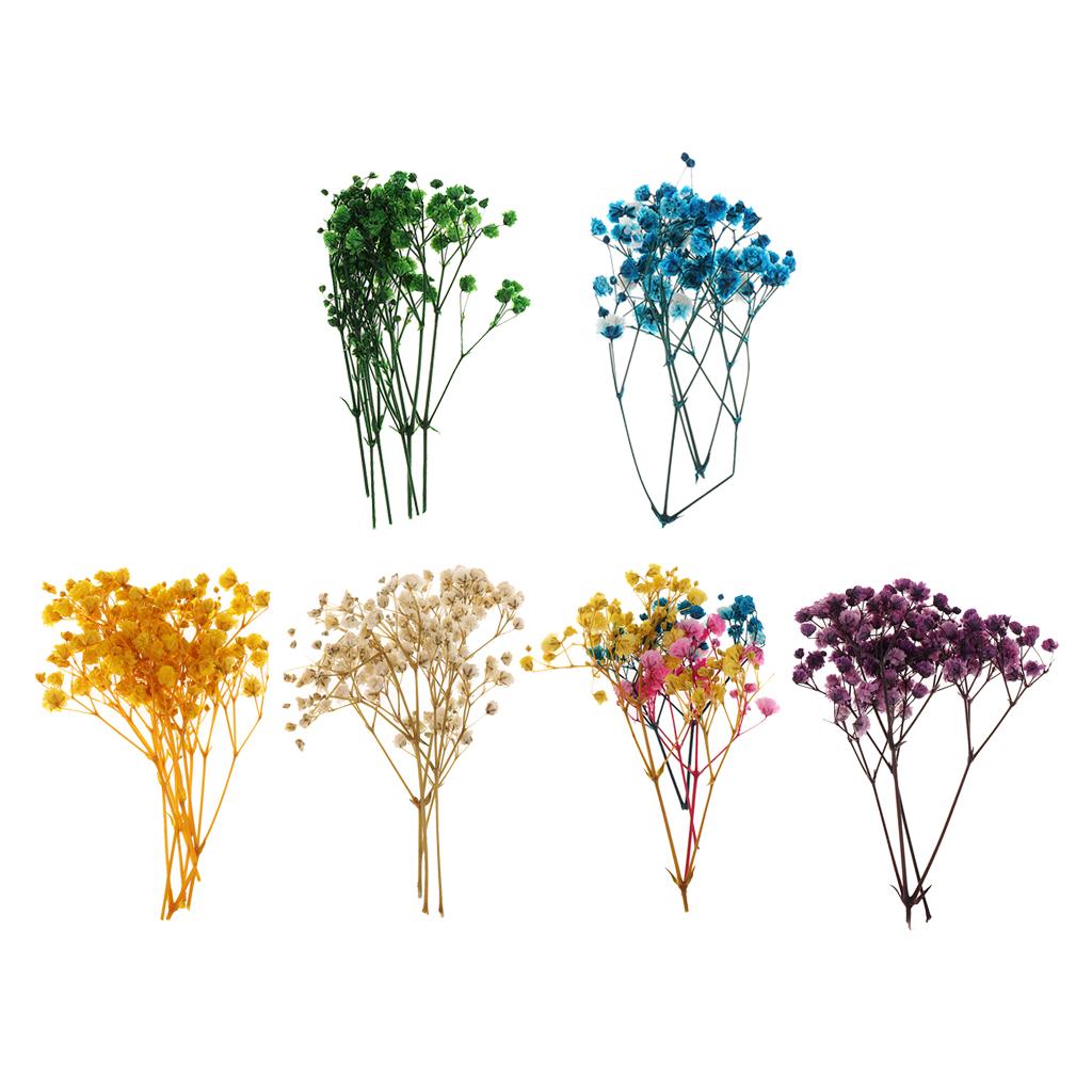 Pressed Dried Natural Flowers  - đánh giá và giá Home Decor Scrap