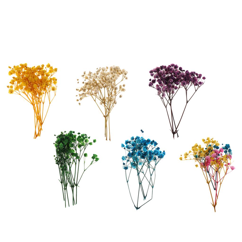 Pressed Dried Natural Flowers  - đánh giá và giá Home Decor Scrap