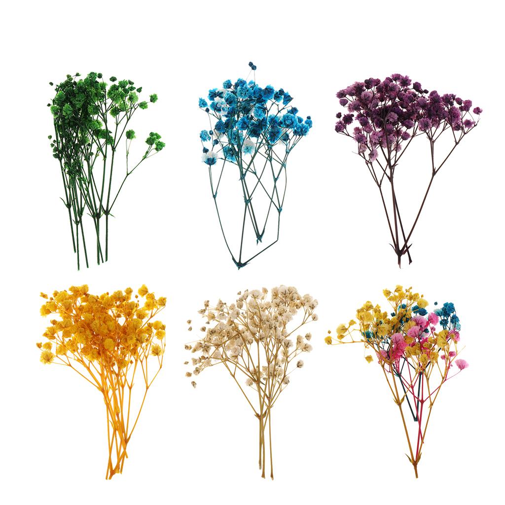 Pressed Dried Natural Flowers  - đánh giá và giá Home Decor Scrap