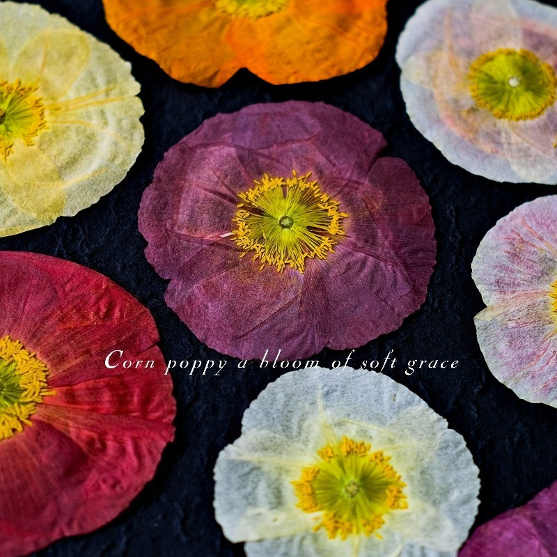 1pcs,Nature Field Poppy Presse - đánh giá và giá Home Decor Scrap