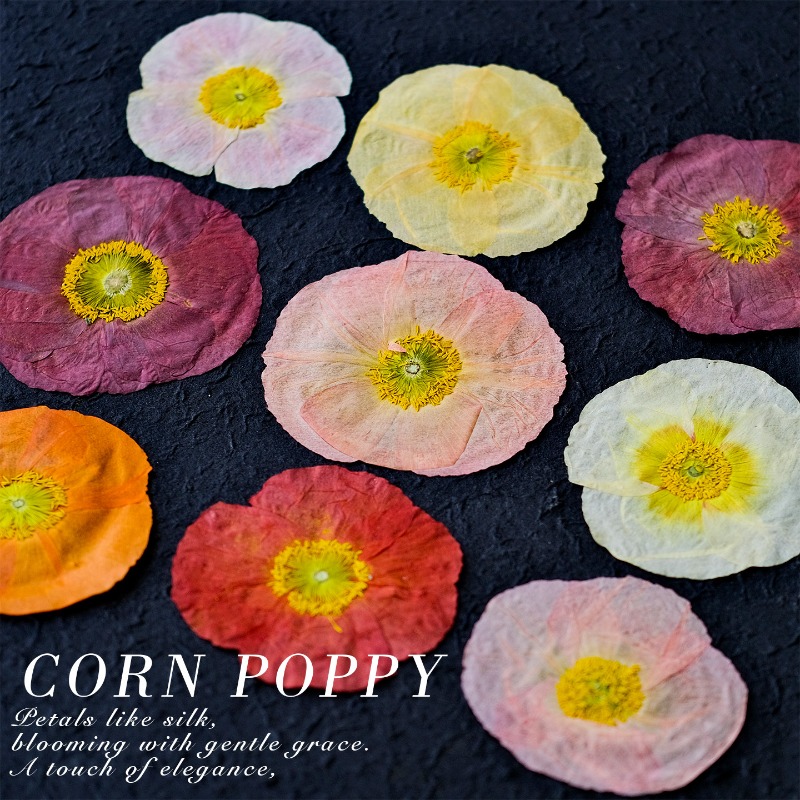 1pcs,Nature Field Poppy Presse - đánh giá và giá Home Decor Scrap