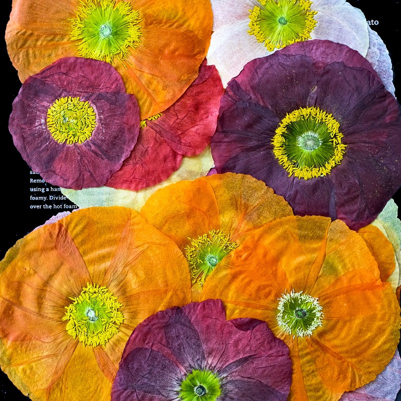 1pcs,Nature Field Poppy Presse - đánh giá và giá Home Decor Scrap