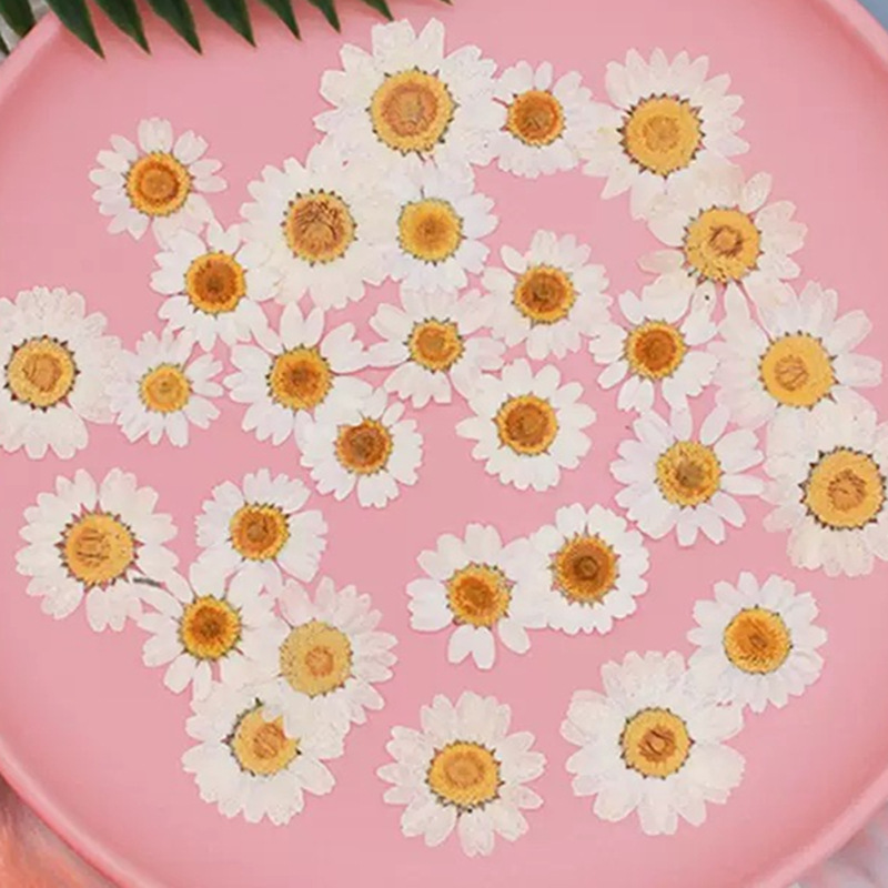 100Pcs Natural White Crystal C - đánh giá và giá Pressed Flower Frame