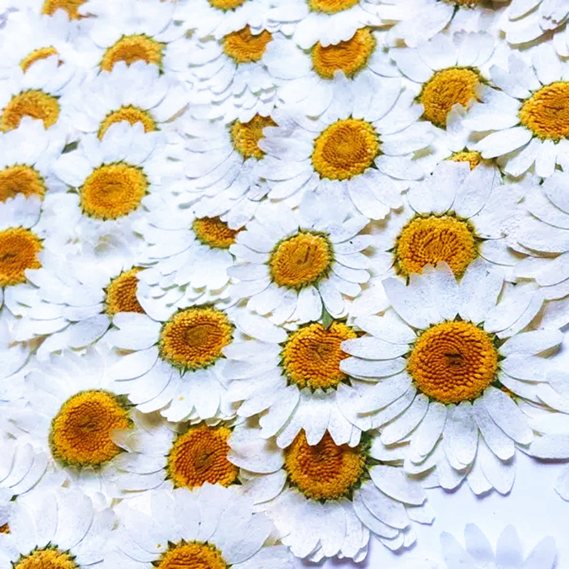 100Pcs Natural White Crystal C - đánh giá và giá Pressed Flower Frame