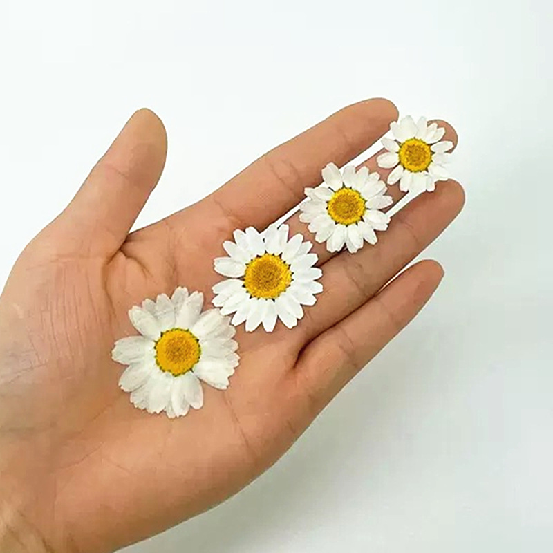 100Pcs Natural White Crystal C - đánh giá và giá Pressed Flower Frame