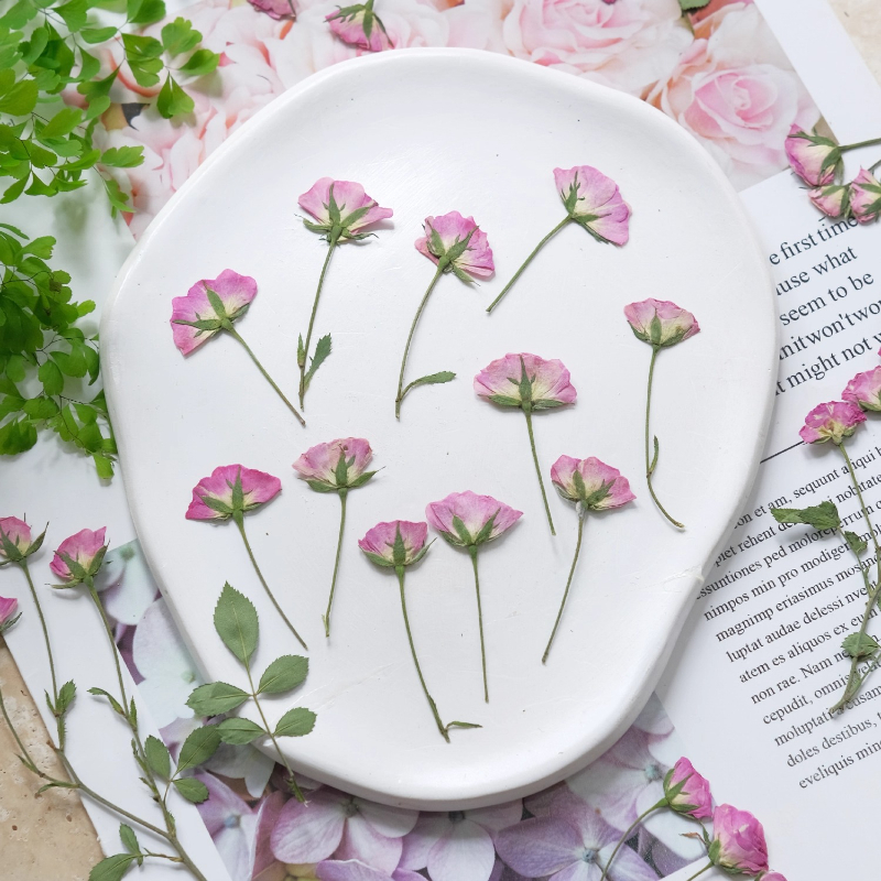 12pcs,Mini Pink Rose Pressed F - đánh giá và giá Pressed Flower Frame