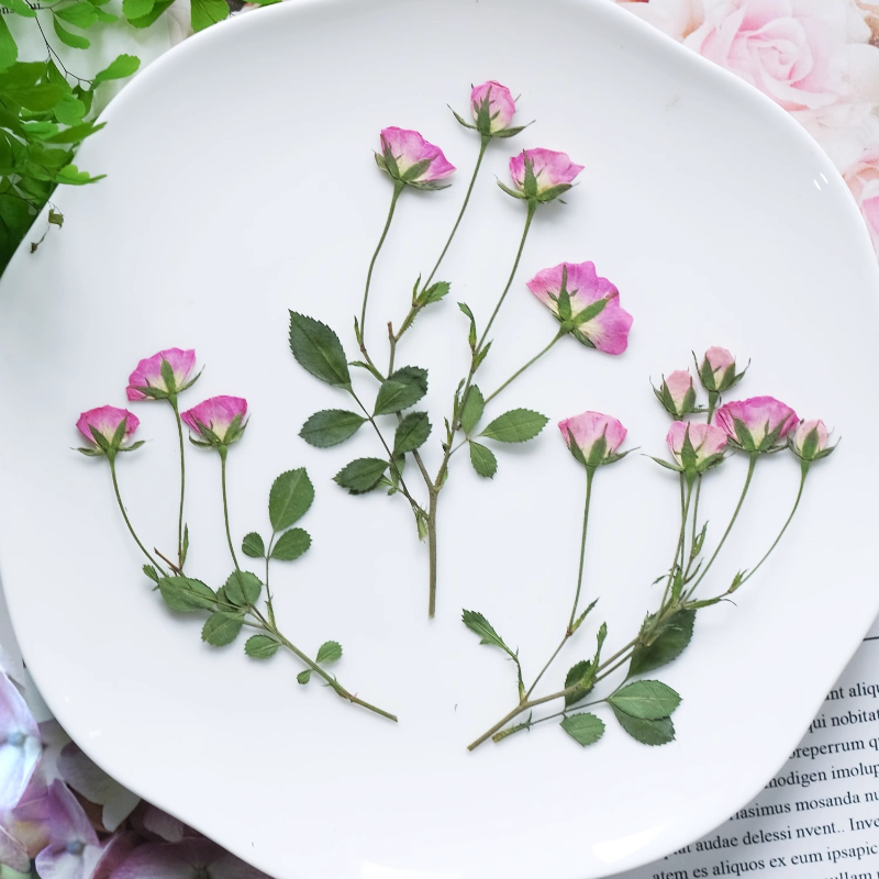 12pcs,Mini Pink Rose Pressed F - đánh giá và giá Pressed Flower Frame