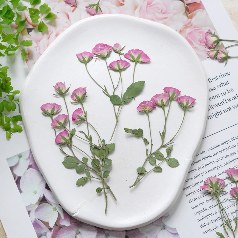 12pcs,Mini Pink Rose Pressed F - đánh giá và giá Pressed Flower Frame