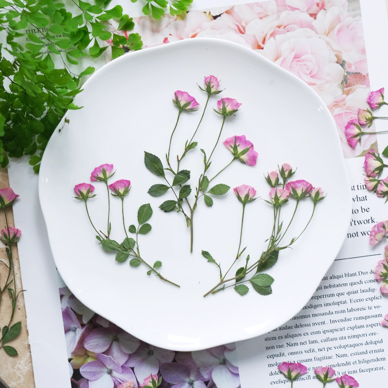 12pcs,Mini Pink Rose Pressed F - đánh giá và giá Pressed Flower Frame