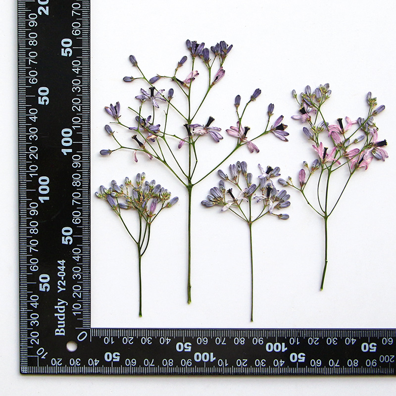 120pcs Pressed Dried Melia aze - đánh giá và giá Pressed Flower Frame