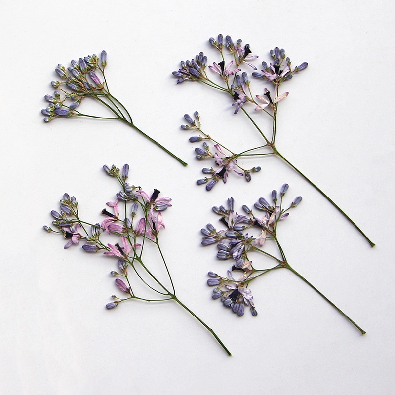 120pcs Pressed Dried Melia aze - đánh giá và giá Pressed Flower Frame