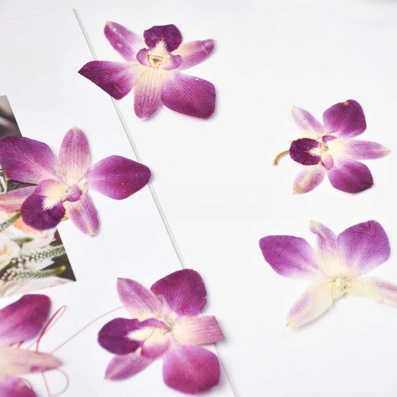 4pcs,Real Pressed Butterfly Or - đánh giá và giá Pressed Flower Frame