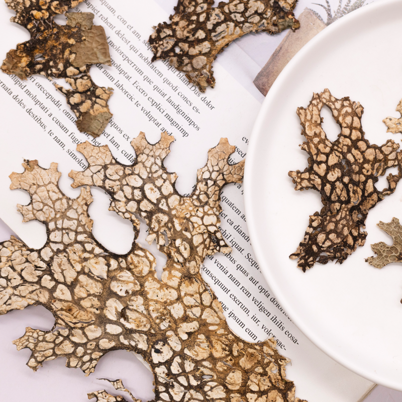 4pcs,Rare Bark Natural Pressed - đánh giá và giá Pressed Flower Frame