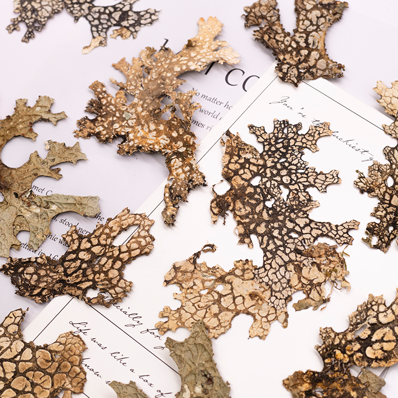 4pcs,Rare Bark Natural Pressed - đánh giá và giá Pressed Flower Frame