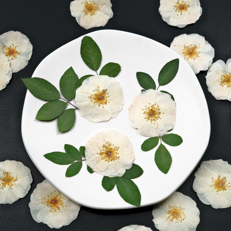 6pcs,9pcs,Nature White Rose Pr - đánh giá và giá Pressed Flower Frame