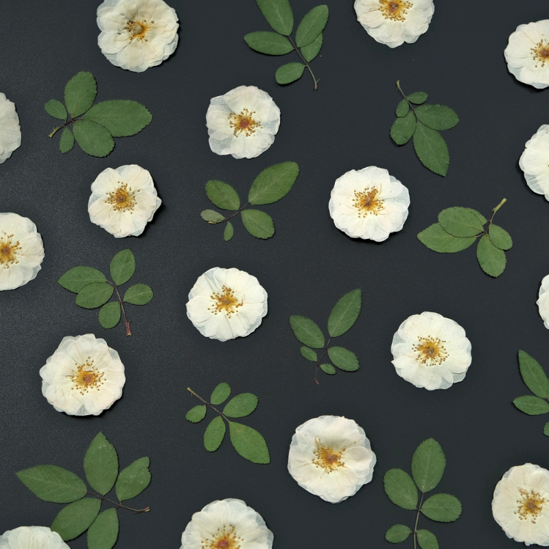6pcs,9pcs,Nature White Rose Pr - đánh giá và giá Pressed Flower Frame