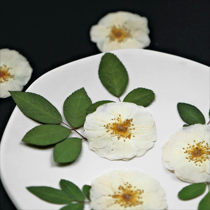 6pcs,9pcs,Nature White Rose Pr - đánh giá và giá Pressed Flower Frame
