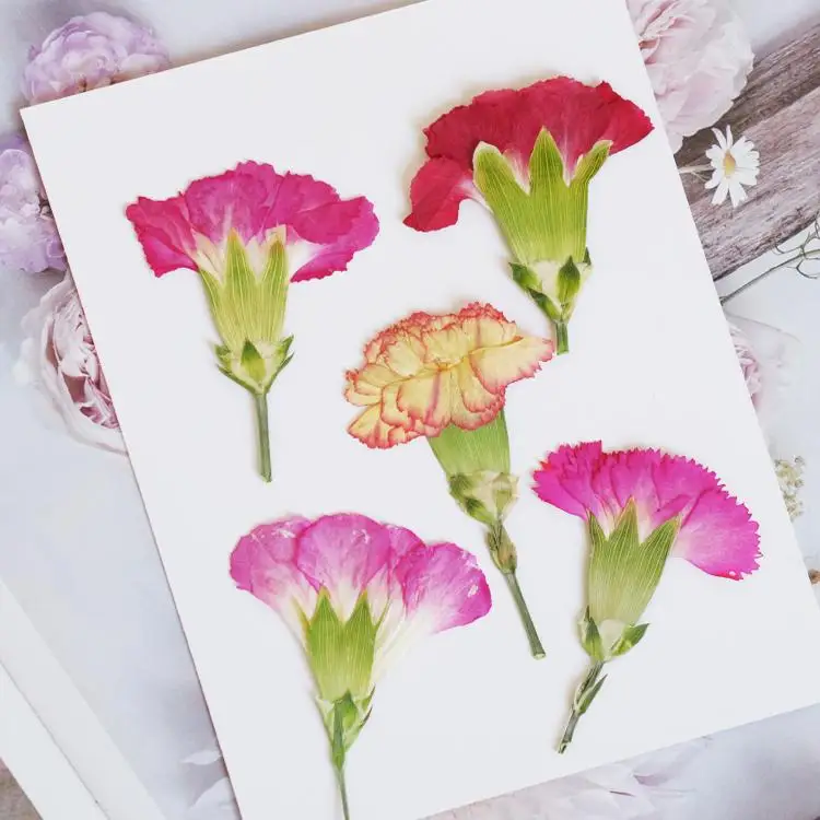 6pcs/4-7cm,Carnation dried flo - đánh giá và giá Pressed Flower Frame