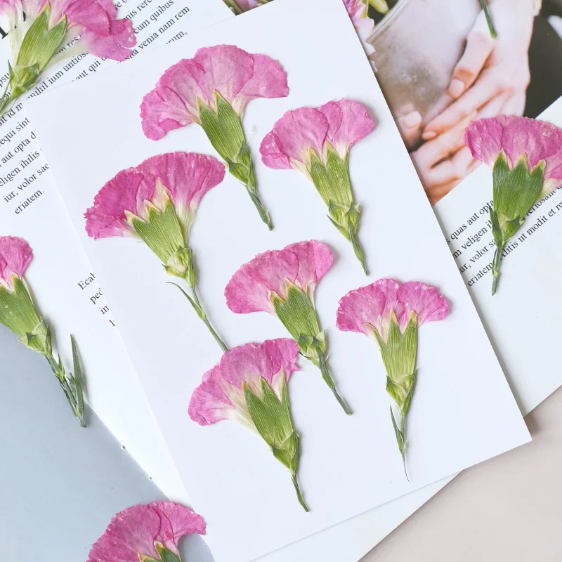 6pcs/4-7cm,Carnation dried flo - đánh giá và giá Pressed Flower Frame