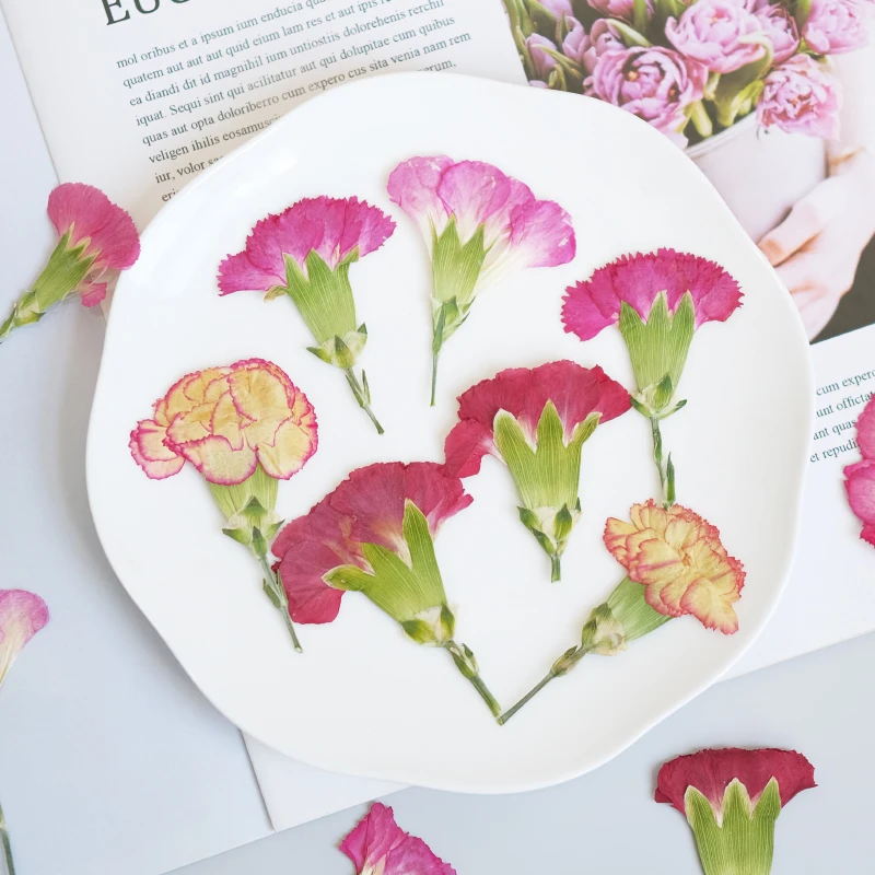 6pcs/4-7cm,Carnation dried flo - đánh giá và giá Pressed Flower Frame
