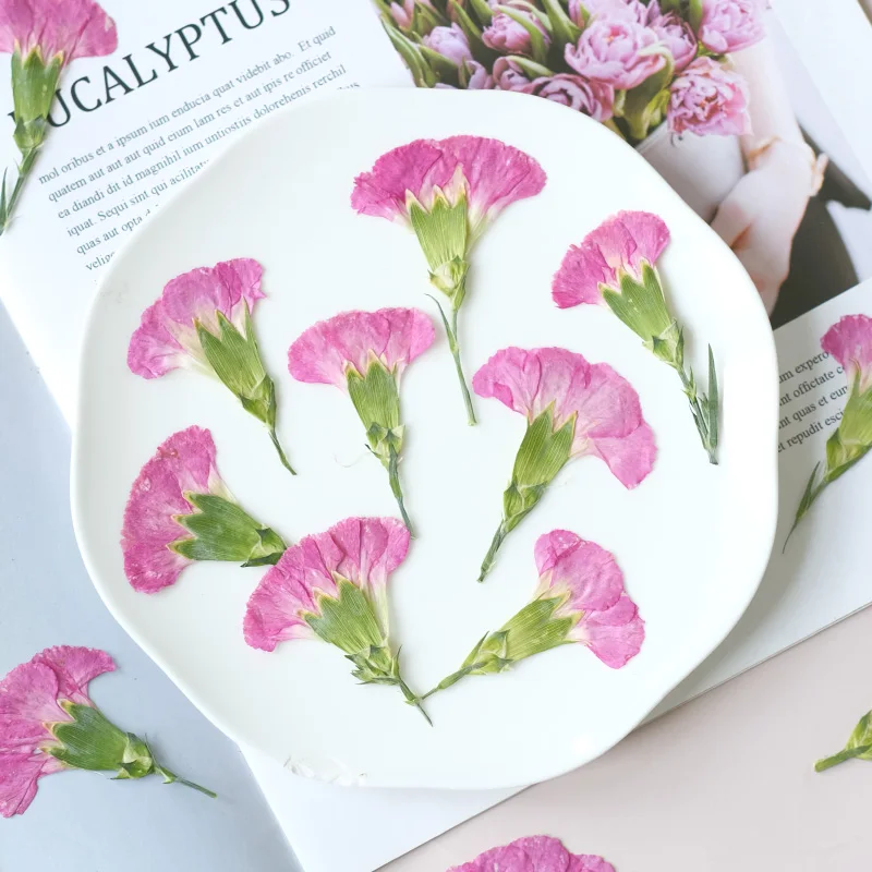 6pcs/4-7cm,Carnation dried flo - đánh giá và giá Pressed Flower Frame