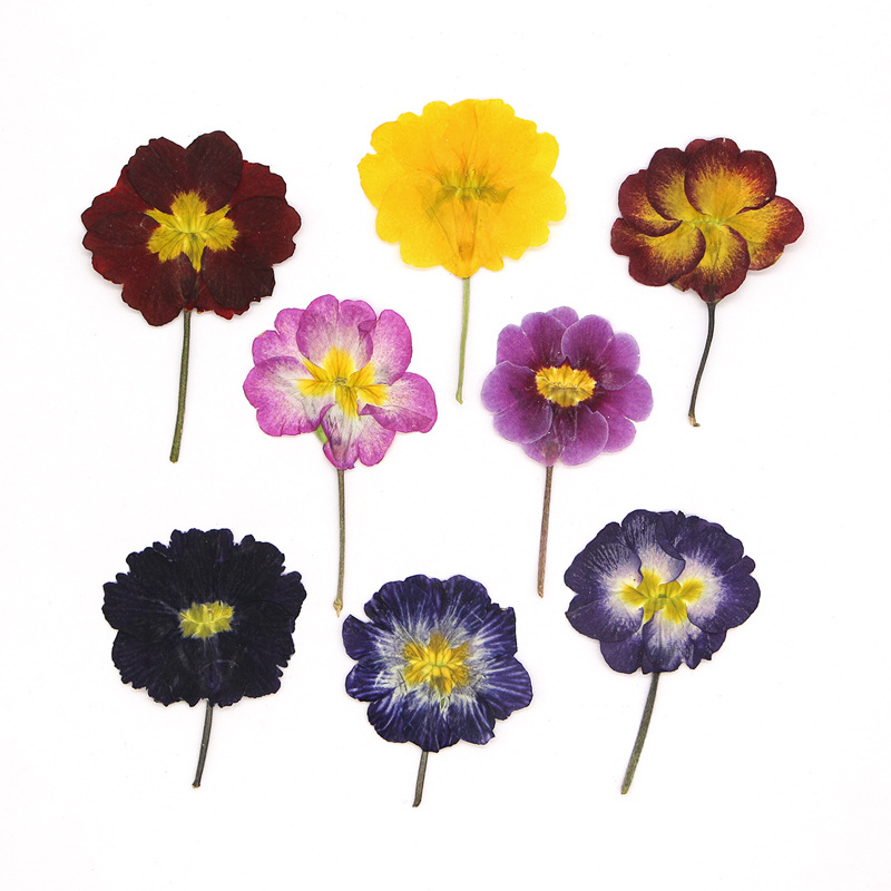 48Pcs European Primrose Teachi - đánh giá và giá Pressed Flower Frame