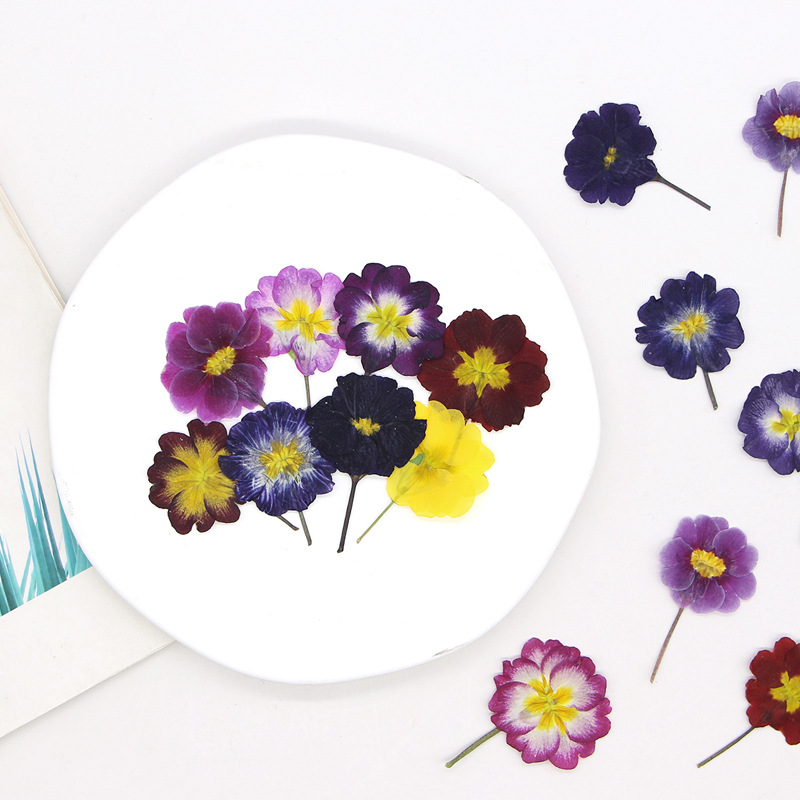 48Pcs European Primrose Teachi - đánh giá và giá Pressed Flower Frame