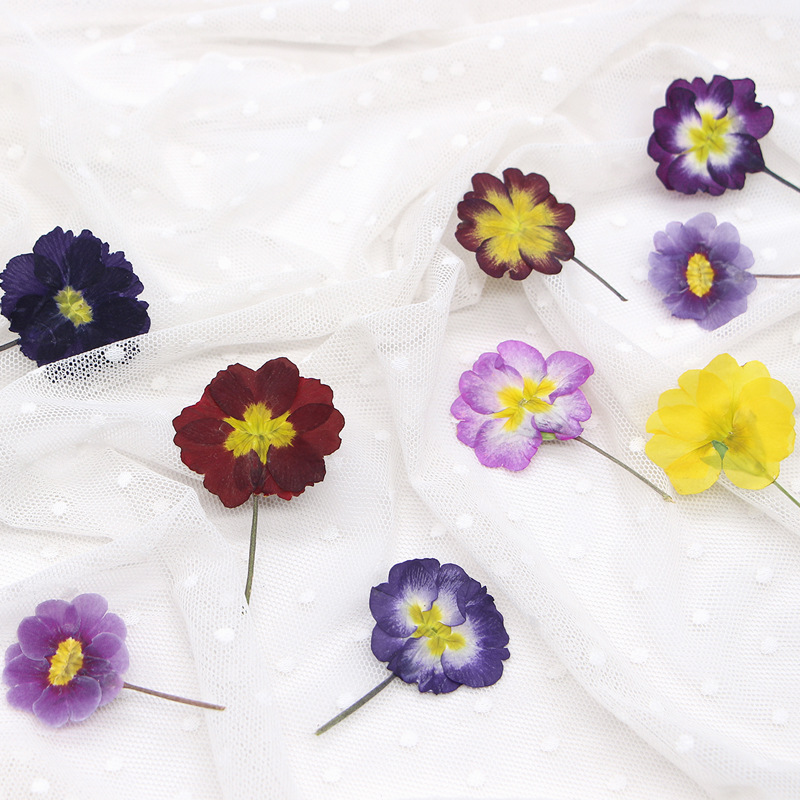 48Pcs European Primrose Teachi - đánh giá và giá Pressed Flower Frame