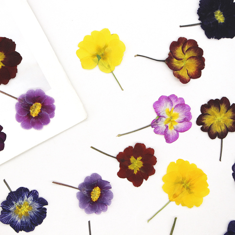 48Pcs European Primrose Teachi - đánh giá và giá Pressed Flower Frame
