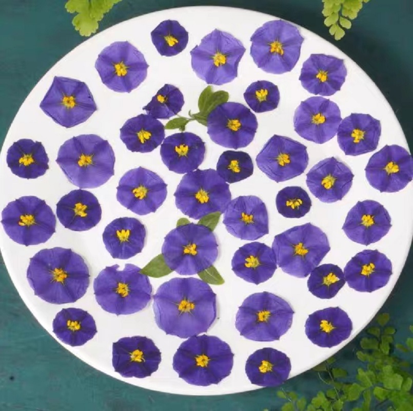 100pcs Pressed Dried Lycianthe - đánh giá và giá Pressed Flower Frame
