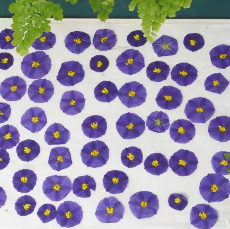 100pcs Pressed Dried Lycianthe - đánh giá và giá Pressed Flower Frame