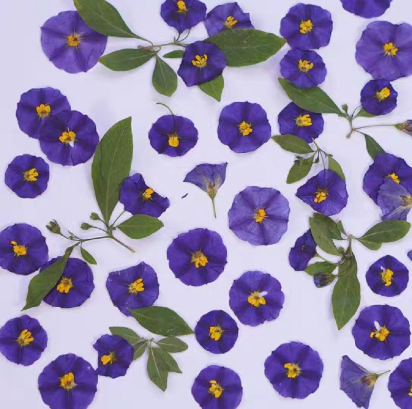 100pcs Pressed Dried Lycianthe - đánh giá và giá Pressed Flower Frame
