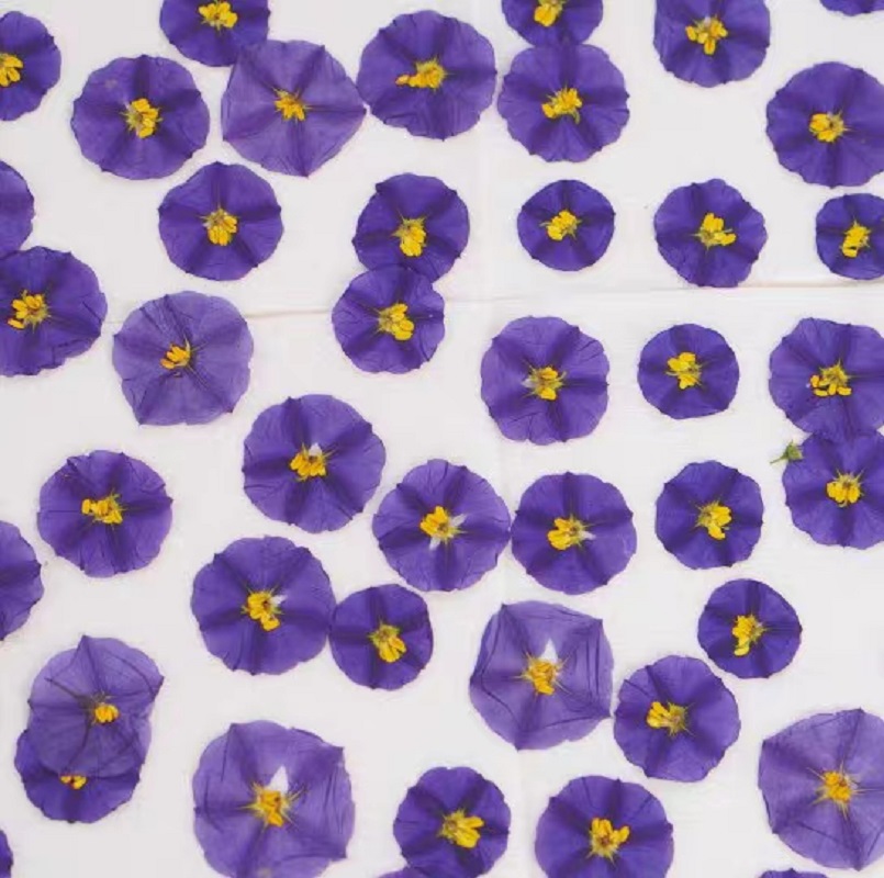 100pcs Pressed Dried Lycianthe - đánh giá và giá Pressed Flower Frame