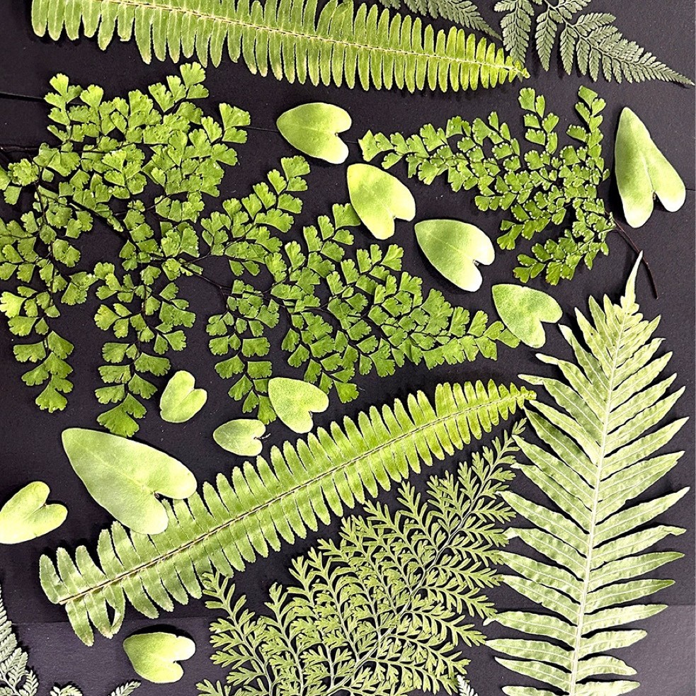 5Pcs Natural Green Large Fern  - đánh giá và giá Pressed Flower Frame