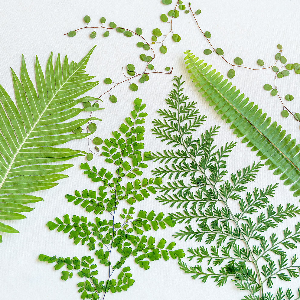 5Pcs Natural Green Large Fern  - đánh giá và giá Pressed Flower Frame