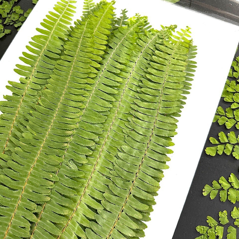 5Pcs Natural Green Large Fern  - đánh giá và giá Pressed Flower Frame