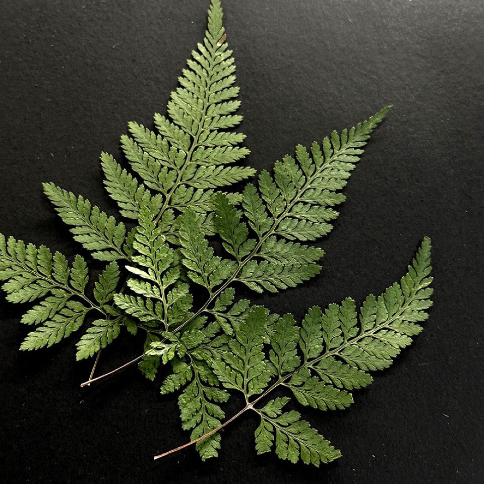 5Pcs Natural Green Large Fern  - đánh giá và giá Pressed Flower Frame