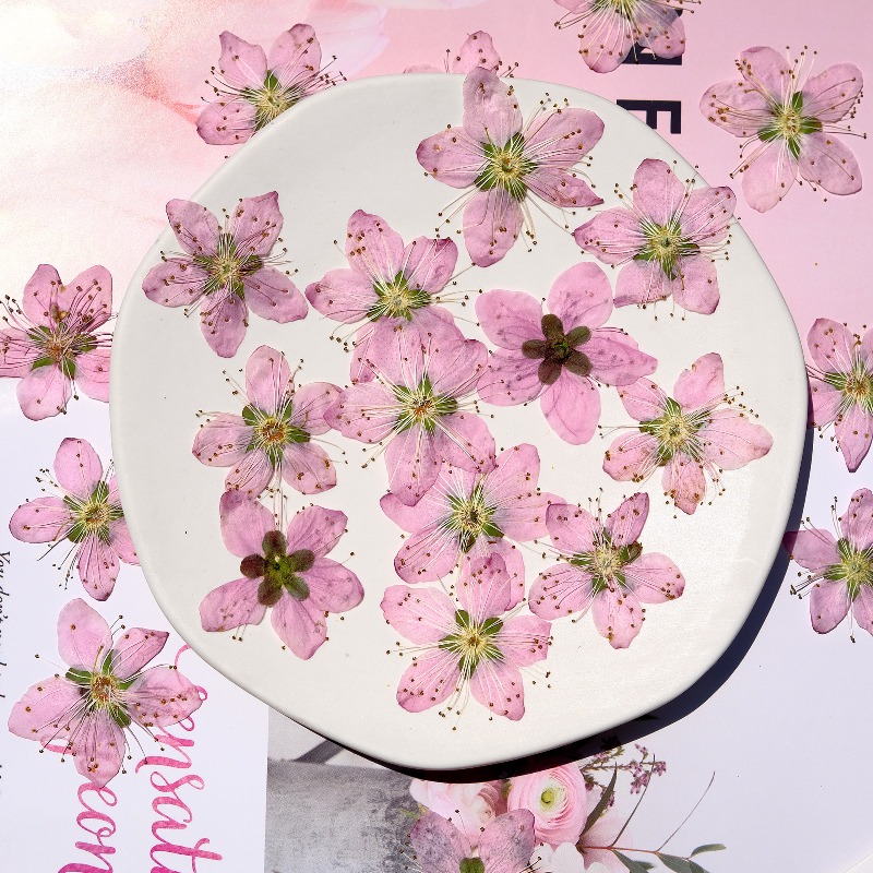 3-4cm./6pcs,Pink Peach Blossom - đánh giá và giá Pressed Flower Frame
