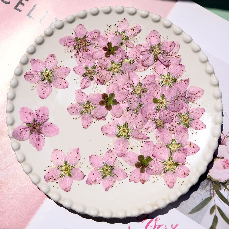 3-4cm./6pcs,Pink Peach Blossom - đánh giá và giá Pressed Flower Frame