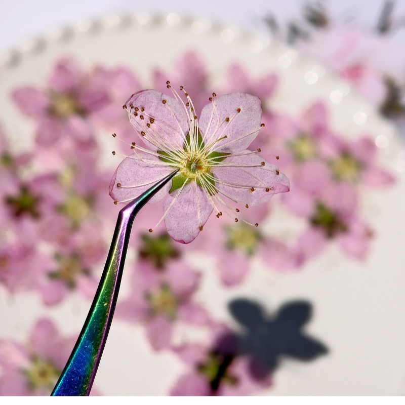 3-4cm./6pcs,Pink Peach Blossom - đánh giá và giá Pressed Flower Frame