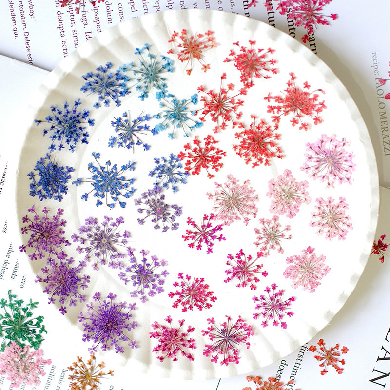 24pcs,2-2.5cm,nature Dyed Mini - đánh giá và giá Pressed Flower Frame