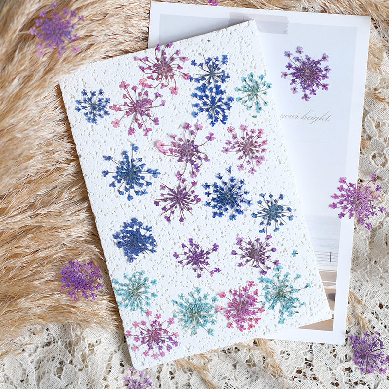 24pcs,2-2.5cm,nature Dyed Mini - đánh giá và giá Pressed Flower Frame