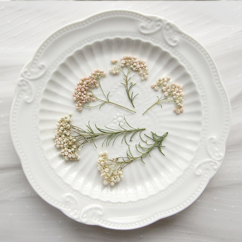 12pcs,Nature Millet flower bra - đánh giá và giá Pressed Flower Frame