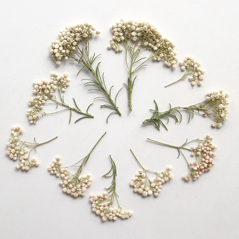 12pcs,Nature Millet flower bra - đánh giá và giá Pressed Flower Frame
